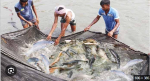 Fish Farming